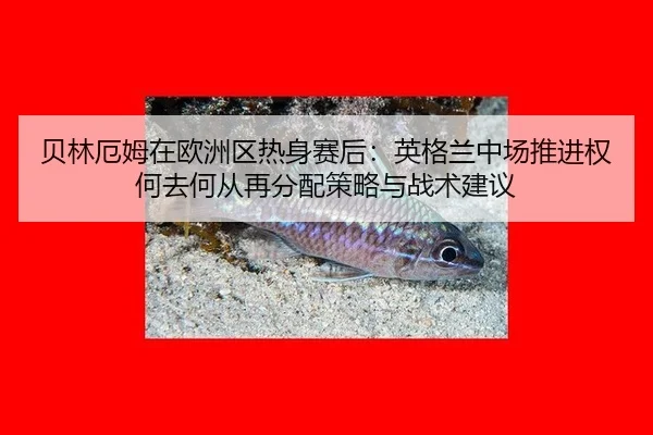 贝林厄姆在欧洲区热身赛后：英格兰中场推进权何去何从再分配策略与战术建议